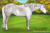 Horse Color:Gray Chestnut Sabino 