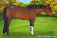 Horse Color:Bay Roan 