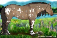 Horse Color:White Spotted Liver Red Dun Sabino Rabicano Brindle