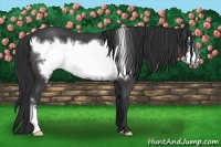 Horse Color:Brown Roan Frame 