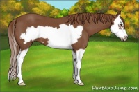 Horse Color:Chestnut Splash Frame 