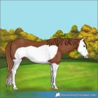 Horse Color:Chestnut Splash Frame