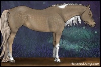 Horse Color:Chocolate Palomino Tobiano