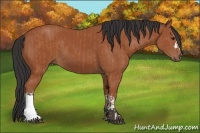Horse Color:Bay and Bay