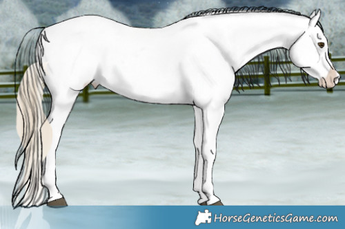 Horse Color:White Spotted Chocolate Palomino Mushroom Appaloosa 