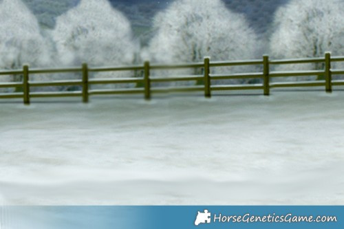 Horse Color:White Spotted Chocolate Palomino Mushroom Appaloosa 