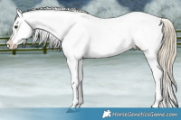 Horse Color:White Spotted Chocolate Palomino Mushroom Appaloosa 