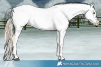 Horse Color:White Spotted Chocolate Palomino Mushroom Appaloosa