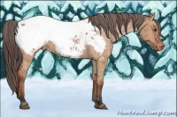 Horse Color:Brown Dun Appaloosa 