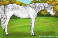 Horse Color:White Spotted Silver Grullo Chinchilla Ice Tobiano 