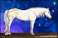 Horse Color:Silver Buckskin Dun Appaloosa 