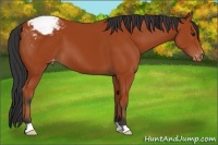 Horse Color:Bay Appaloosa 