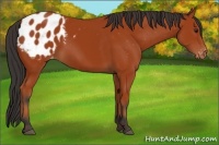 Horse Color:Bay Appaloosa 