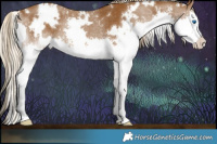 Horse Color:White Spotted Chocolate Palomino Splash Rabicano 