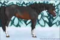 Horse Color:Brown 