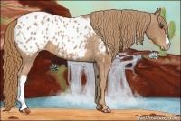 Horse Color:Chestnut Appaloosa