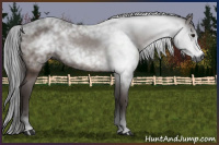 Horse Color:Gray Bay 