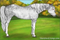 Horse Color:White Spotted Silver Grullo Chinchilla Ice Tobiano 
