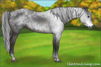 Horse Color:Gray Brown 