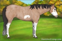 Horse Color:Bay Roan Splash Frame 
