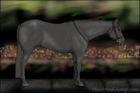 Horse Color:Smoky Black