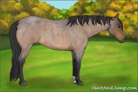 Horse Color:Buckskin Roan 