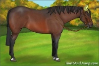 Horse Color:Bay Roan 