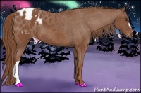 Horse Color:Chestnut Appaloosa