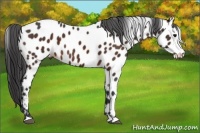 Horse Color:Bay Appaloosa 