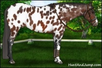 Horse Color:Bay Appaloosa 