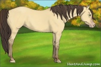 Horse Color:Amber Champagne Dun 