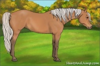 Horse Color:Silver Bay Rabicano