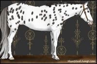 Horse Color:Liver Chestnut Splash Near Leopard 