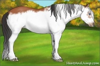 Horse Color:Bay Splash Frame 