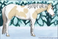 Horse Color:Classic Cream Champagne Dun Splash Tobiano 