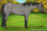 Horse Color:Grullo Roan