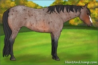 Horse Color:Bay Roan 