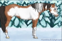 Horse Color:Bay Frame 