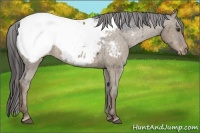 Horse Color:Liver Red Dun Appaloosa 