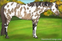 Horse Color:Buckskin Dun Appaloosa