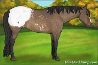 Horse Color:Brown Dun Appaloosa 