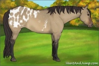 Horse Color:Bay Dun Appaloosa 