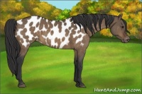 Horse Color:Brown Dun Appaloosa 