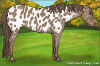 Horse Color:Liver Red Dun Appaloosa