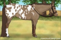 Horse Color:Liver Red Dun Appaloosa
