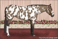 Horse Color:Liver Red Dun Appaloosa Brindle