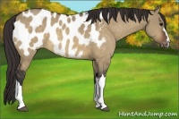 Horse Color:Brown Dun Appaloosa 