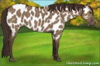 Horse Color:Liver Red Dun Appaloosa 
