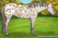 Horse Color:Liver Red Dun Appaloosa 