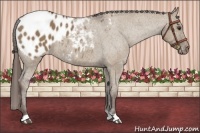 Horse Color:Liver Red Dun Appaloosa